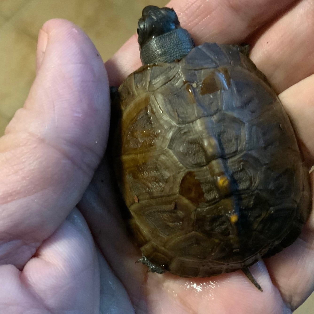 Magazoo Baby Box turtle  #2 hatched on June 16, 2025
