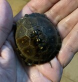 Magazoo Baby Box turtle #2  hatched on October 6, 2025