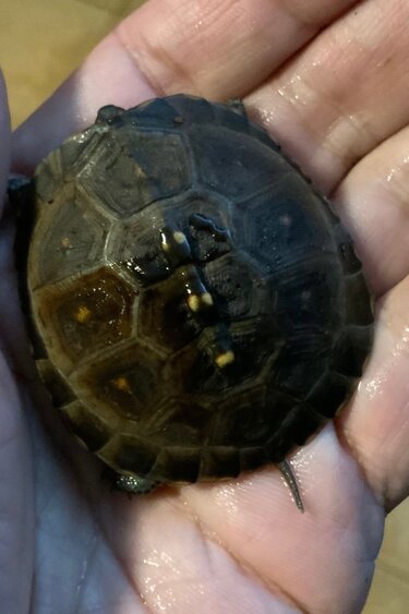 Magazoo Baby Box turtle #2  hatched on October 6, 2025