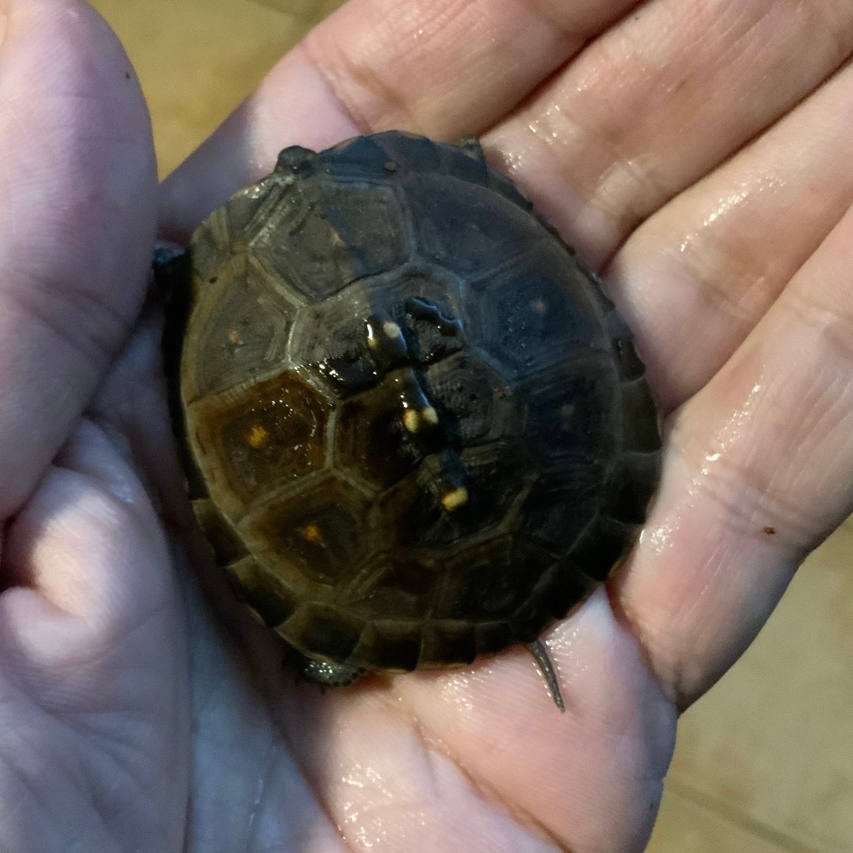 Magazoo Tortue boîte de l'est bébé #4 éclos le 2 novembre  2025