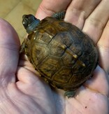 Magazoo Tortue boîte de l'est bébé #5 éclos le 10 septembre   2025