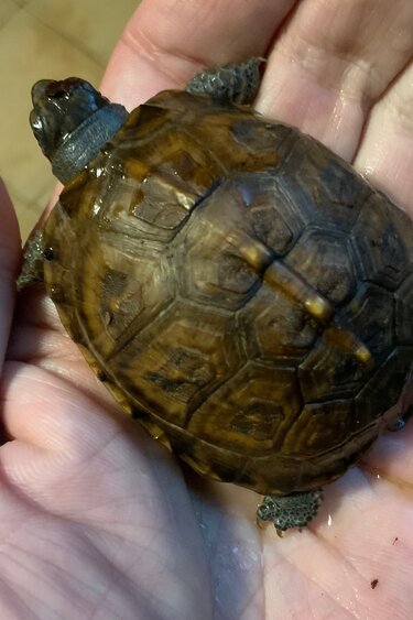 Magazoo Baby Box turtle #2 hatched on November 2, 2025
