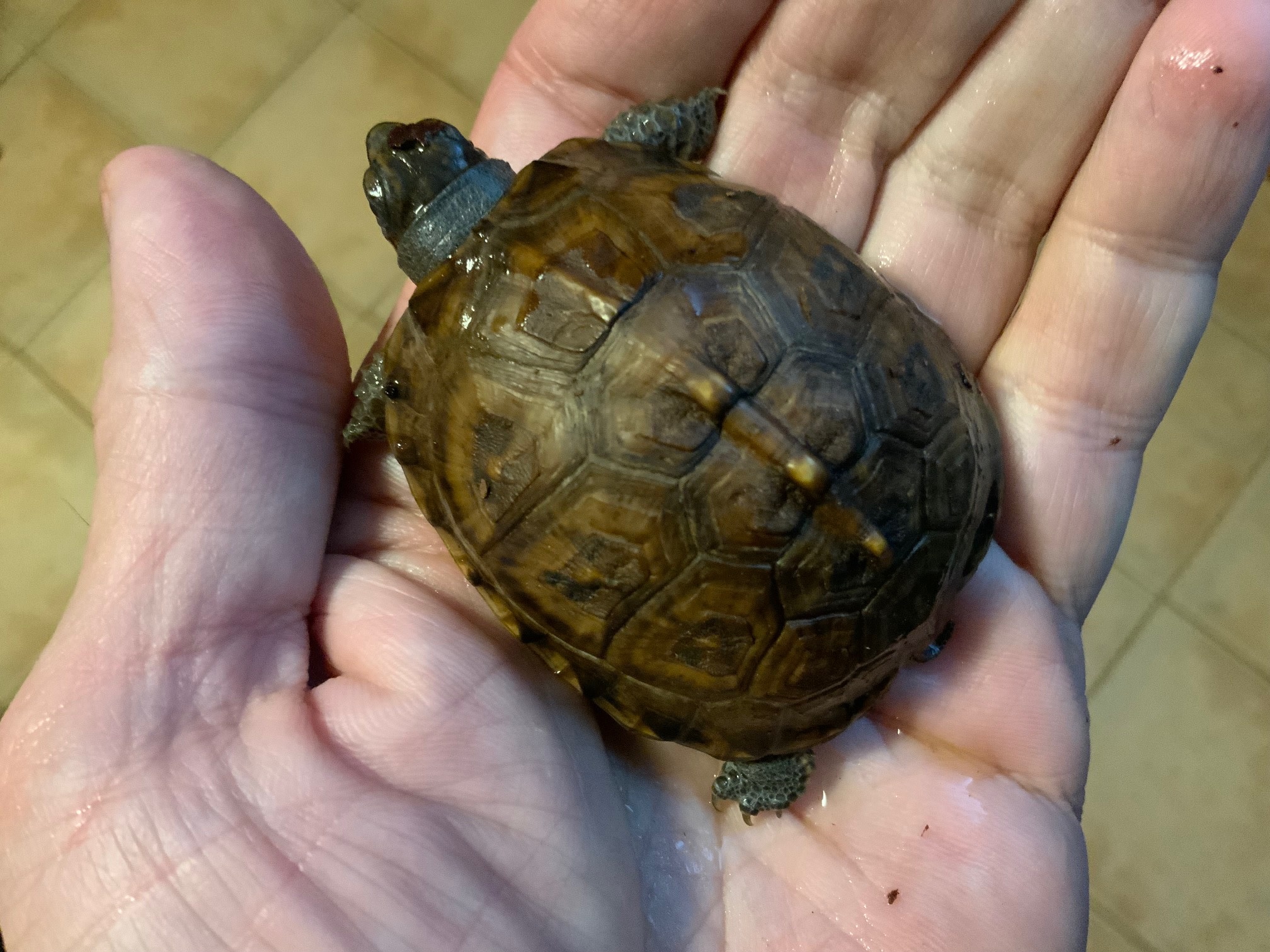 Magazoo Baby Box turtle #2 hatched on November 2, 2025