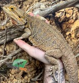 Magazoo Adult Female Bearded Dragon / 2nd Chance Adoption