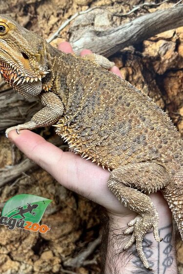 Magazoo Adult Female Bearded Dragon / 2nd Chance Adoption