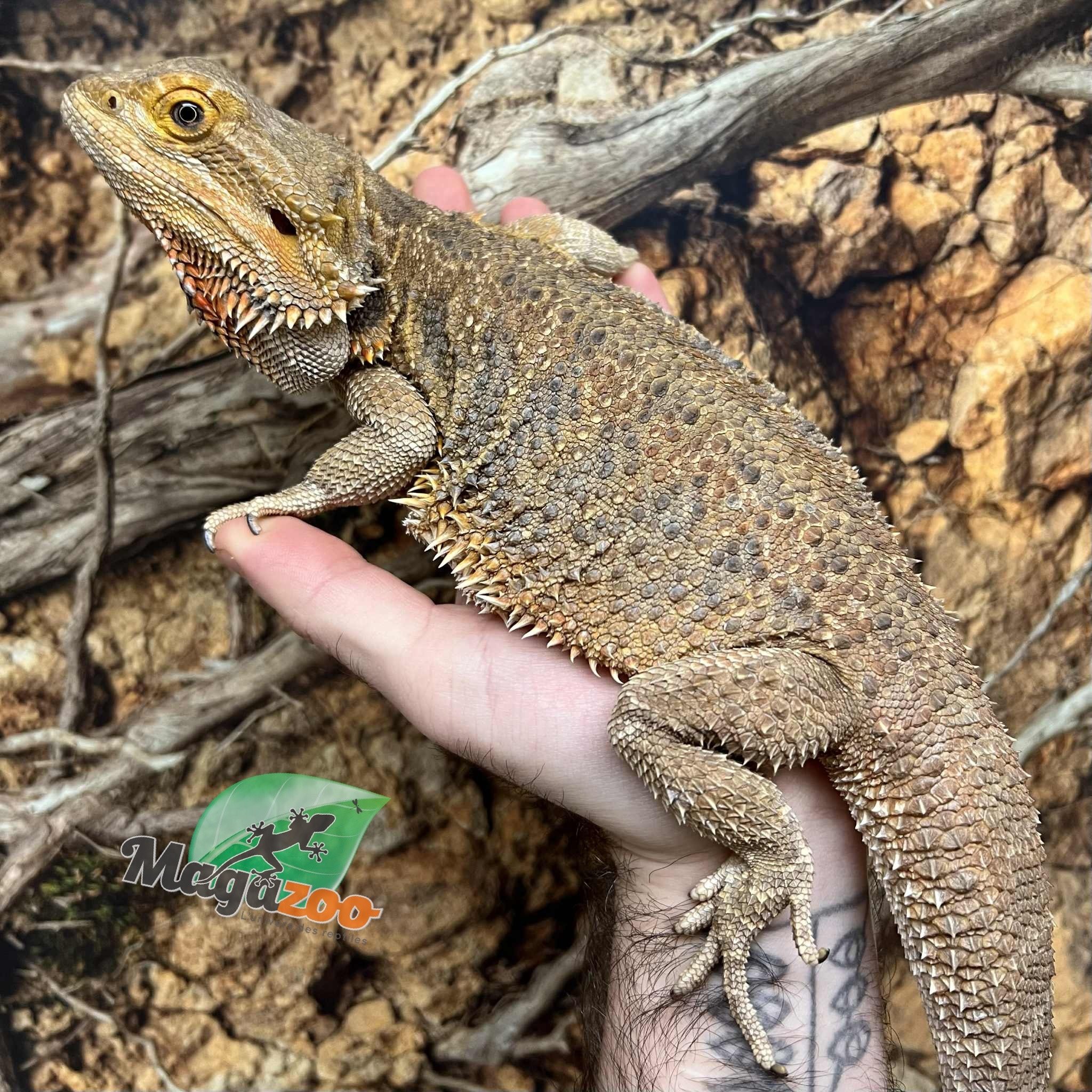 Magazoo Dragon barbu Femelle Adulte / Adoption - 2ième chance