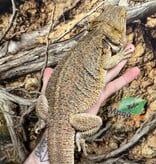 Magazoo Dragon barbu Femelle Adulte / Adoption - 2ième chance