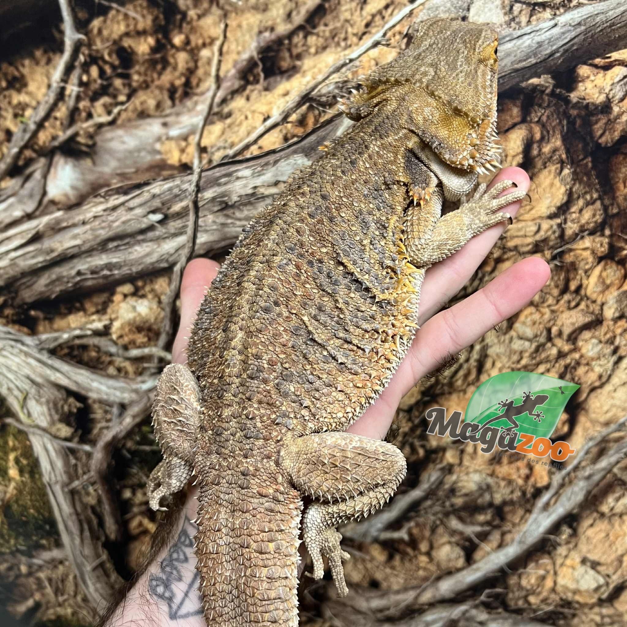 Magazoo Dragon barbu Femelle Adulte / Adoption - 2ième chance