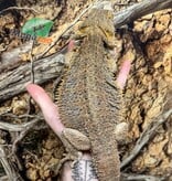 Magazoo Dragon barbu Femelle Adulte / Adoption - 2ième chance