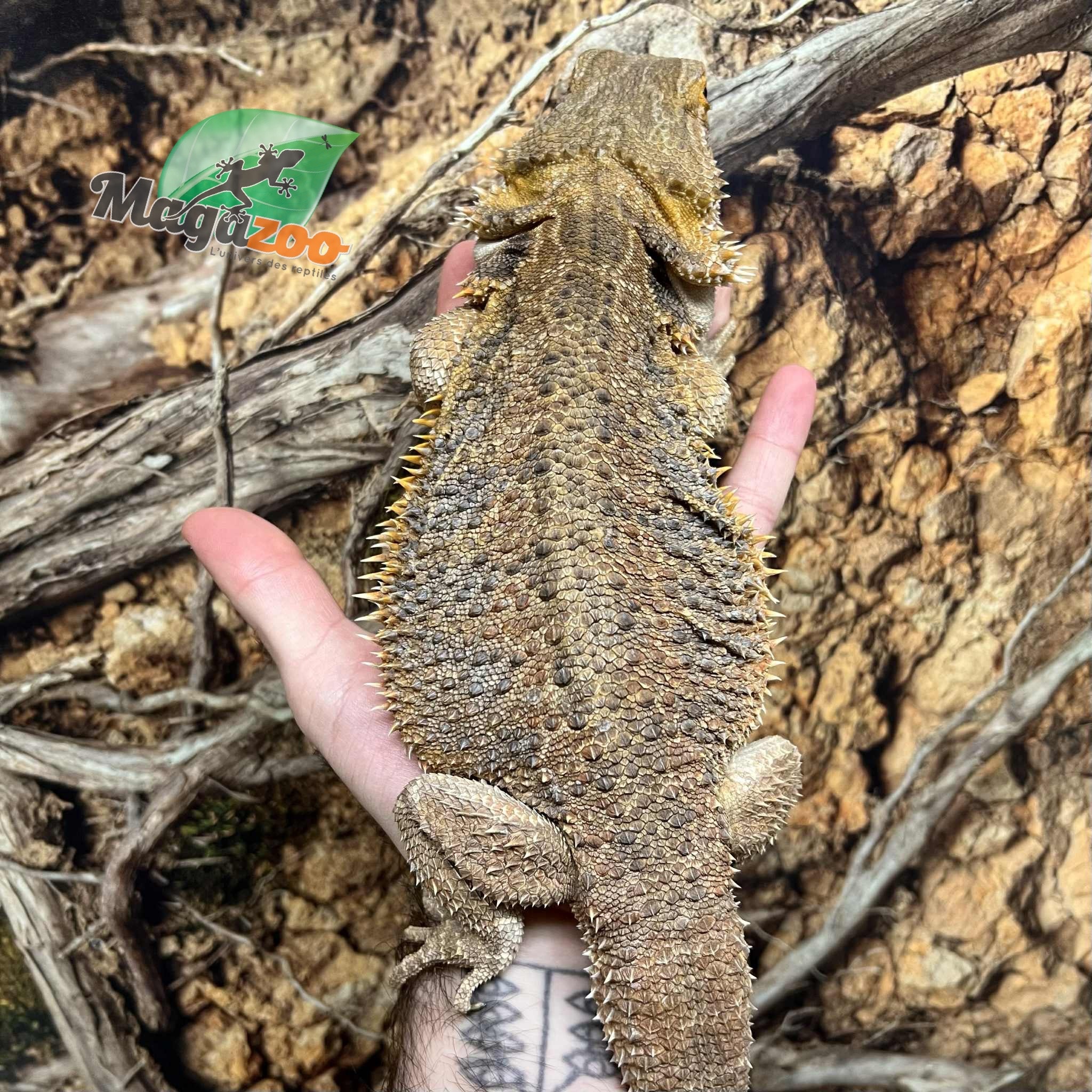 Magazoo Adult Female Bearded Dragon / 2nd Chance Adoption