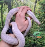 Magazoo Serpent roi de Californie Albino / Adoption 2ième chance