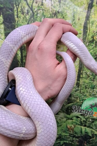 Magazoo Albino California King Snake / 2nd Chance - Adoption