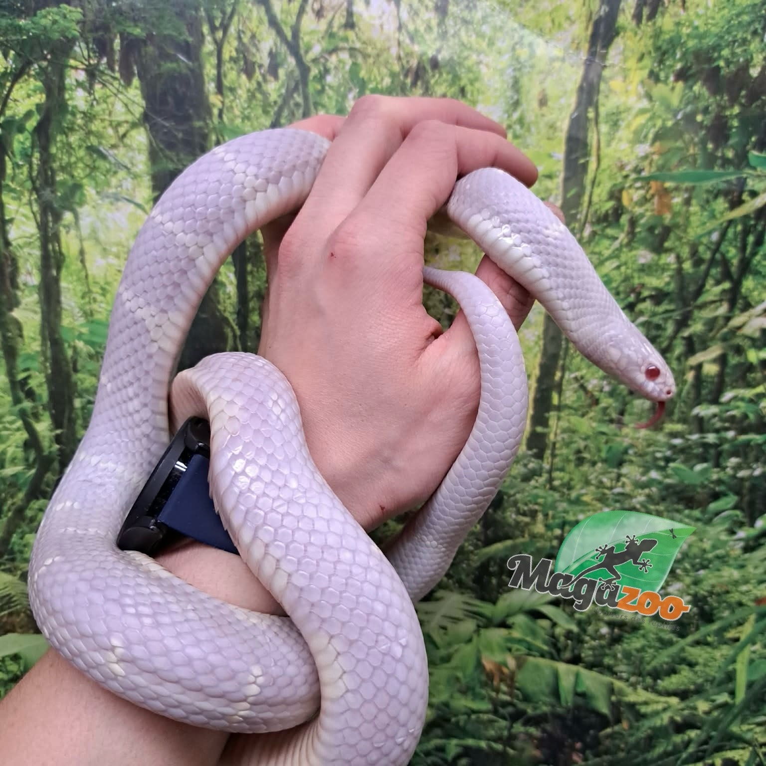 Magazoo Serpent roi de Californie Albino / Adoption 2ième chance