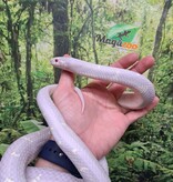 Magazoo Serpent roi de Californie Albino / Adoption 2ième chance