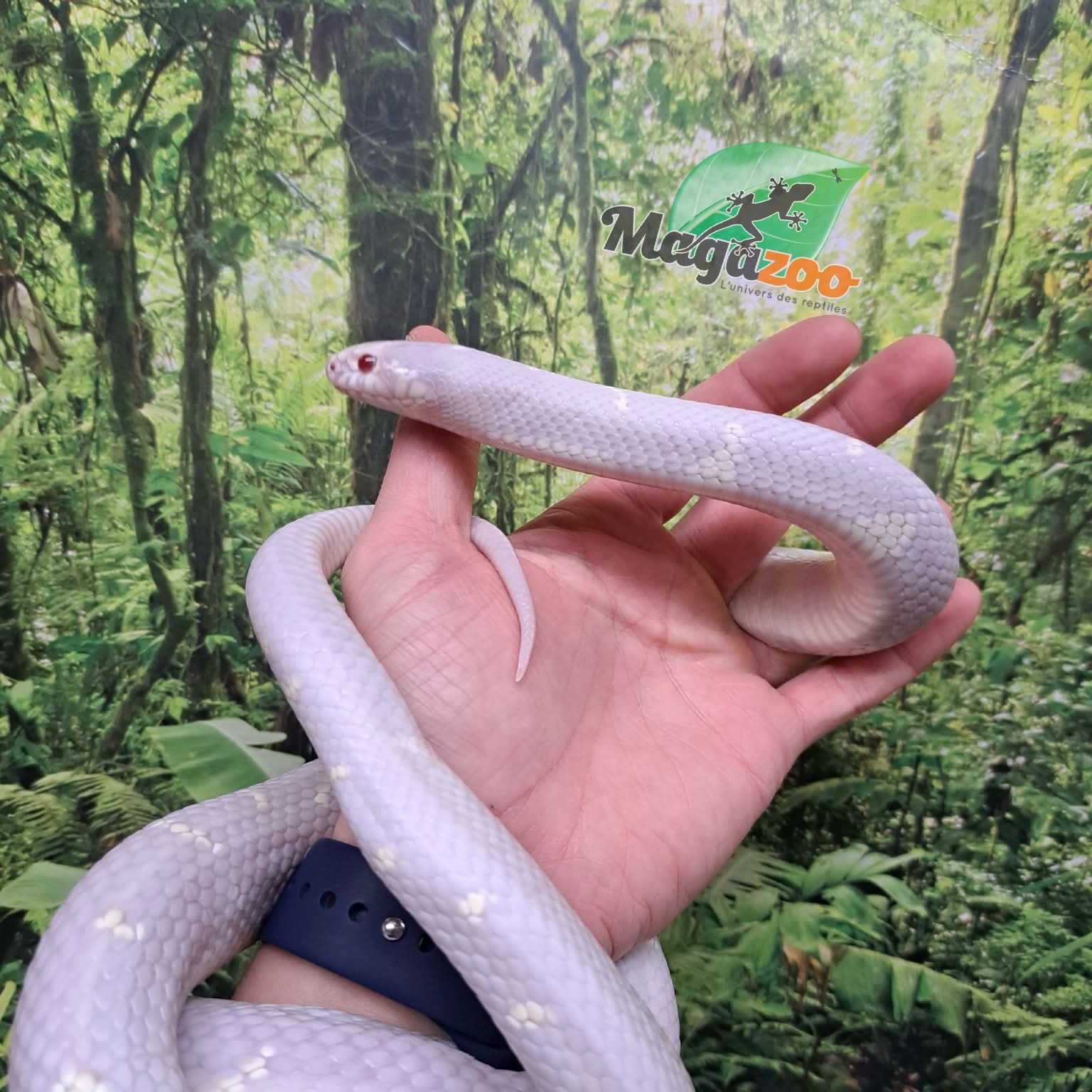 Magazoo Serpent roi de Californie Albino / Adoption 2ième chance