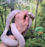 Magazoo Serpent roi de Californie Albino / Adoption 2ième chance