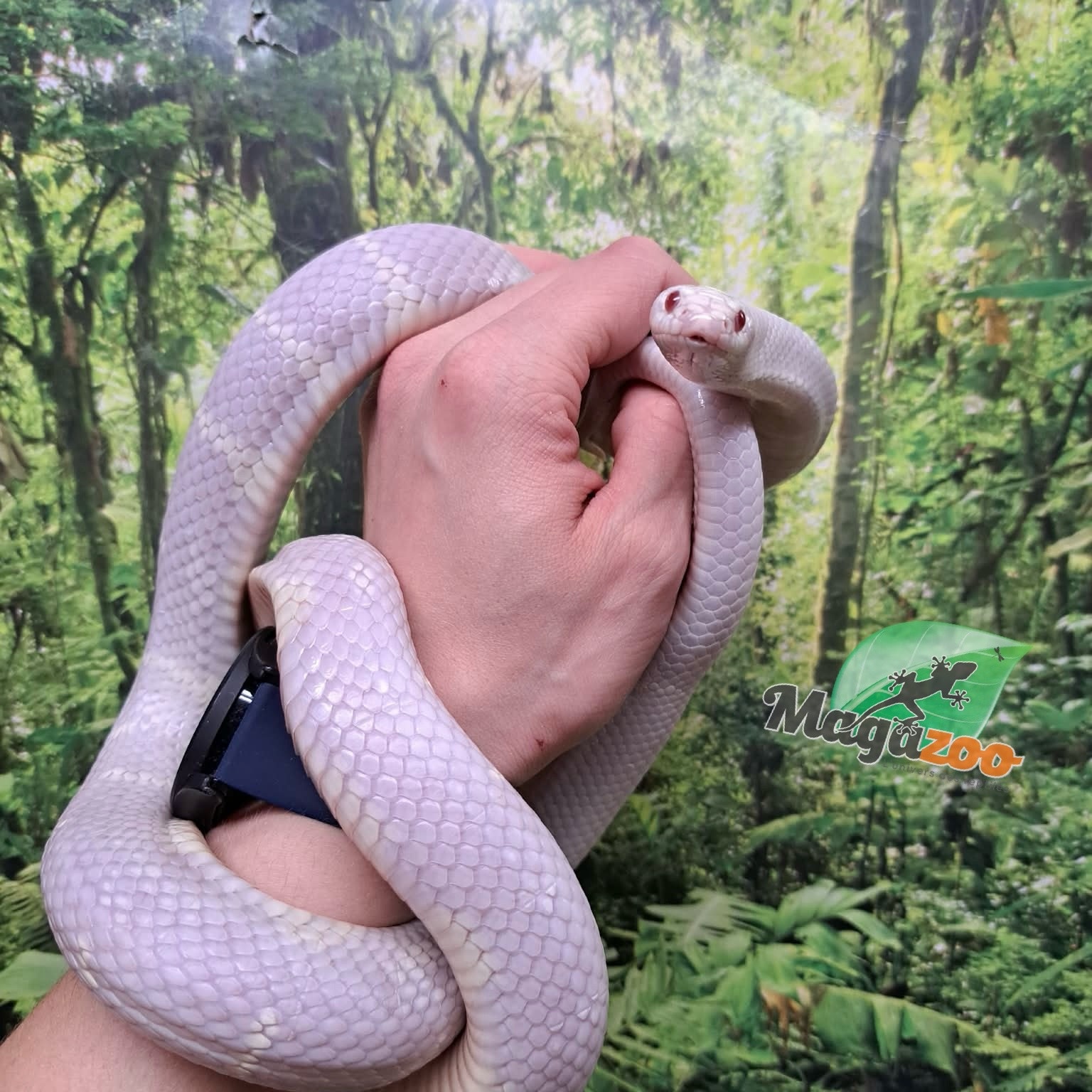 Magazoo Albino California King Snake / 2nd Chance - Adoption