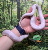 Magazoo Albino California King Snake / 2nd Chance - Adoption