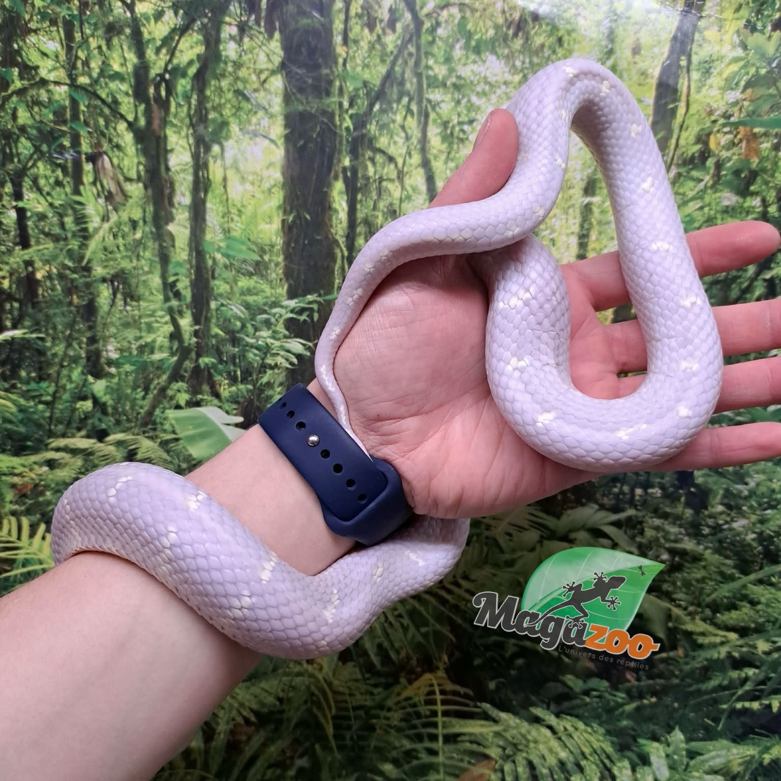 Magazoo Albino California King Snake / 2nd Chance - Adoption