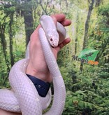 Magazoo Albino California King Snake / 2nd Chance - Adoption