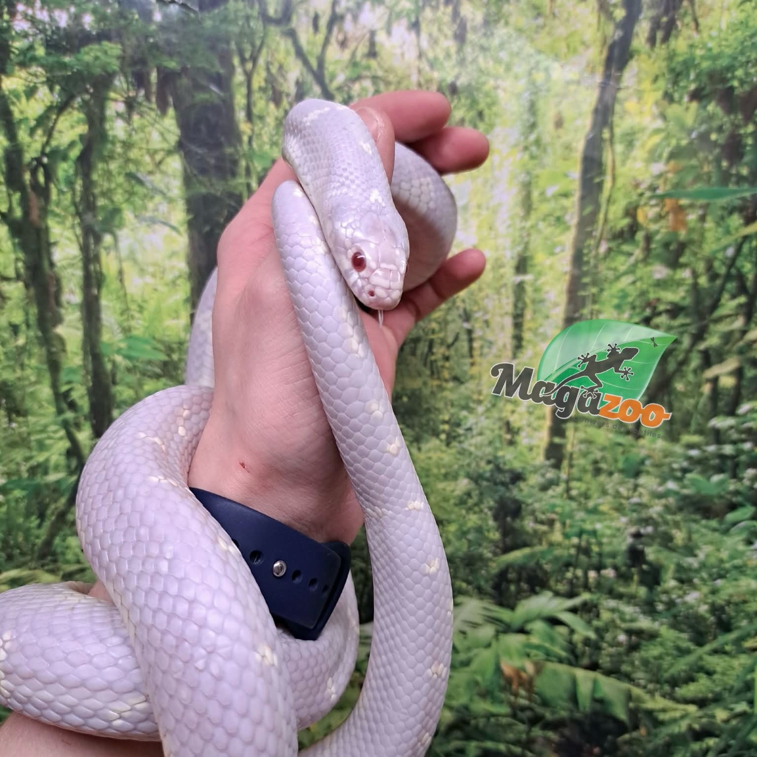 Magazoo Serpent roi de Californie Albino / Adoption 2ième chance