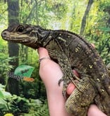 Magazoo Baby Philippine sailfin lizard (Hydrosaurus) CB #1