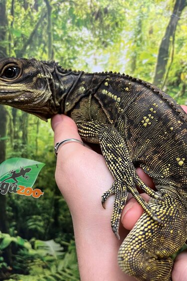 Magazoo Baby Philippine sailfin lizard (Hydrosaurus) juvenil CB #1