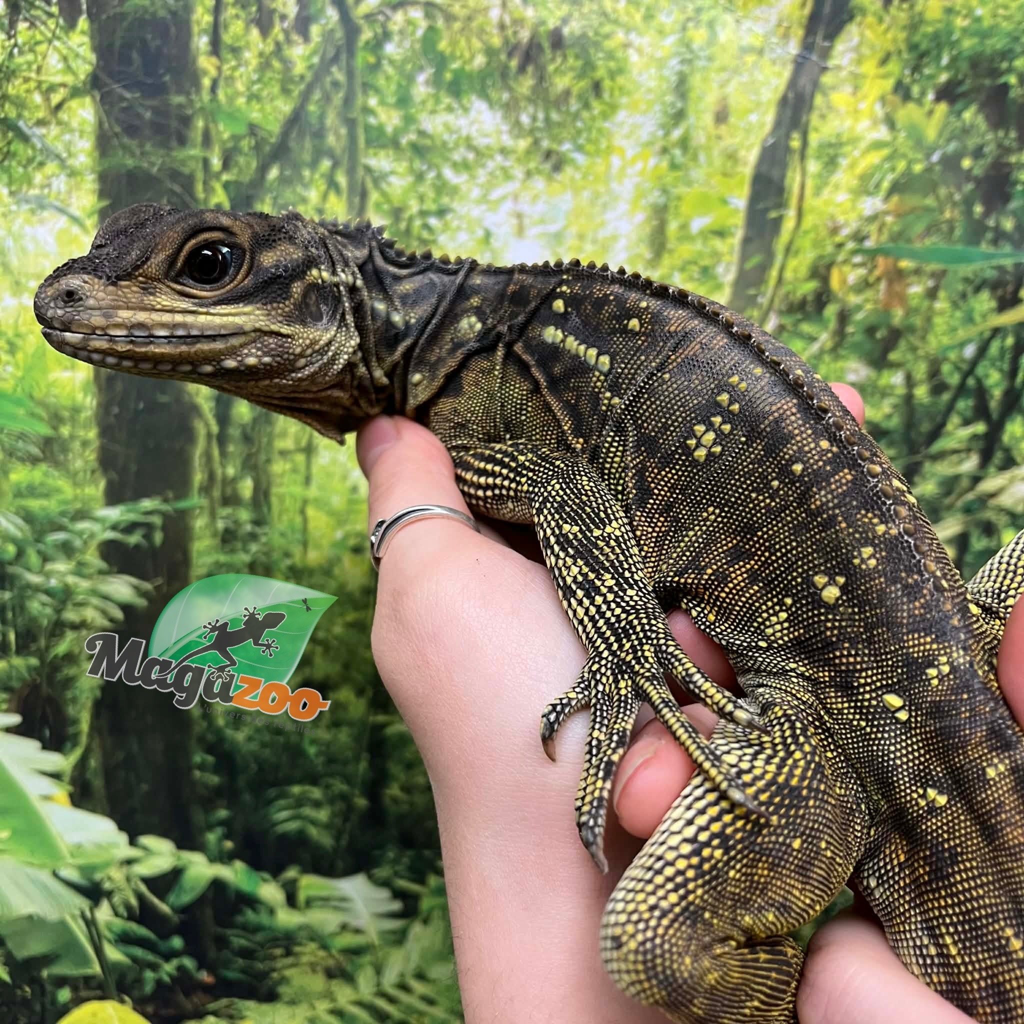 Magazoo Baby Philippine sailfin lizard (Hydrosaurus) CB #1