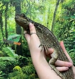 Magazoo Baby Philippine sailfin lizard (Hydrosaurus) CB #1