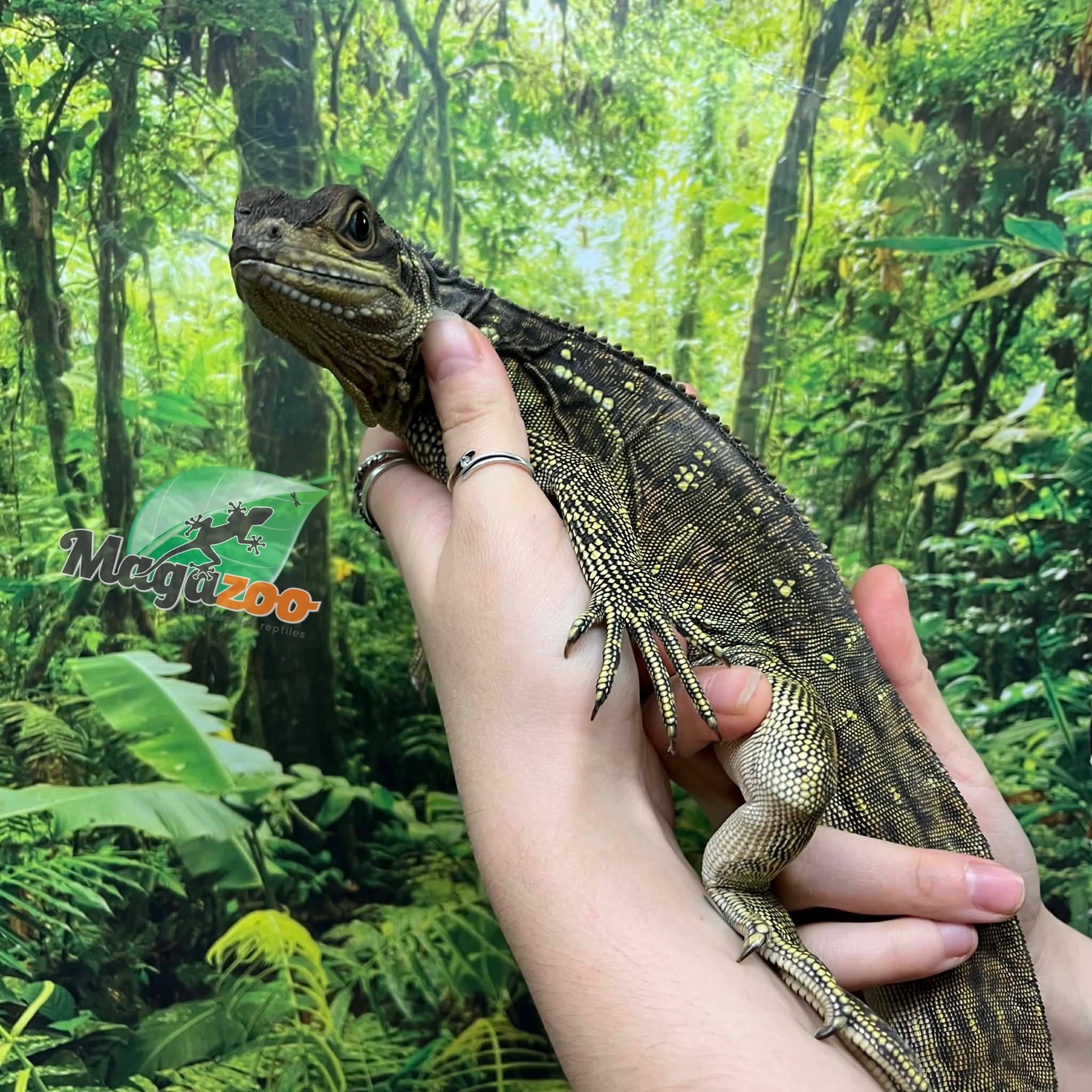 Magazoo Baby Philippine sailfin lizard (Hydrosaurus) CB #1