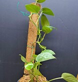 Magazoo Plante Golden pothos en pot avec Pôle