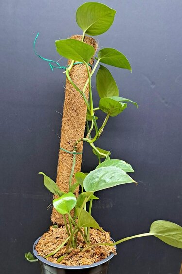 Magazoo Plante Golden pothos en pot avec Pôle