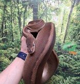 Magazoo Python royal G-stripe Femelle + 5 ans / Adoption - 2ième chance