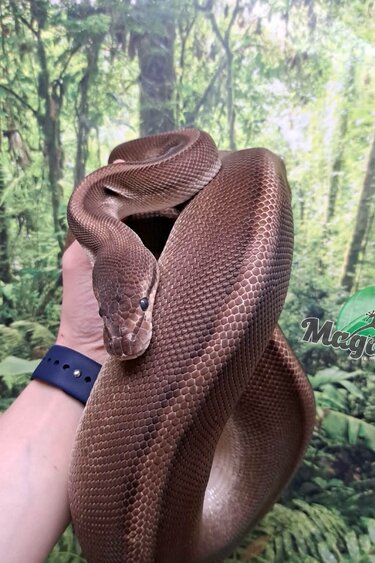 Magazoo G-stripe Female Ball Python + 5 years / 2nd chance Adoption