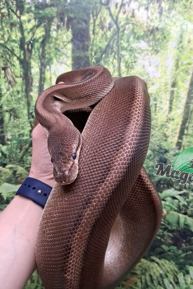 Magazoo Python royal G-stripe Femelle + 5 ans / Adoption - 2ième chance