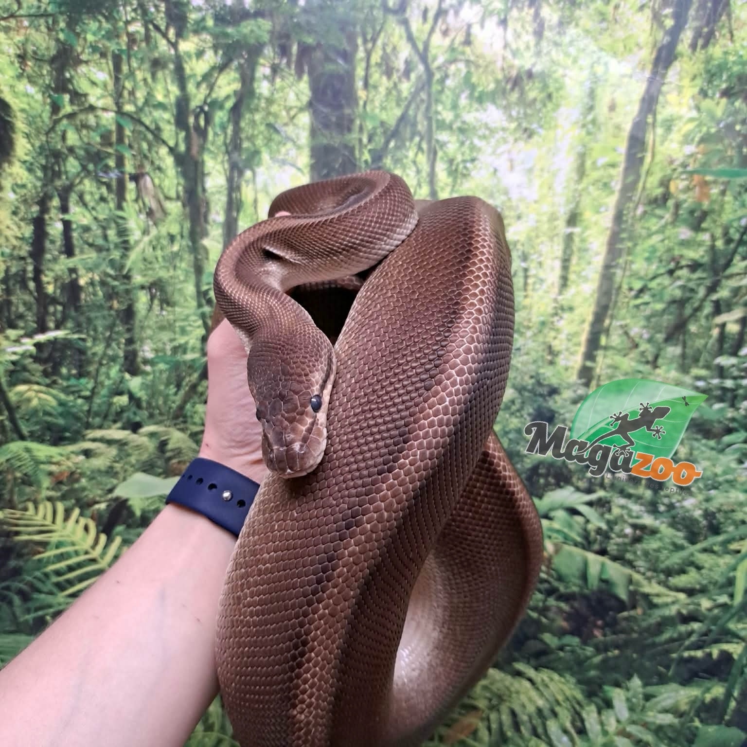 Magazoo G-stripe Female Ball Python + 5 years / 2nd chance Adoption