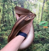 Magazoo Python royal G-stripe Femelle + 5 ans / Adoption - 2ième chance