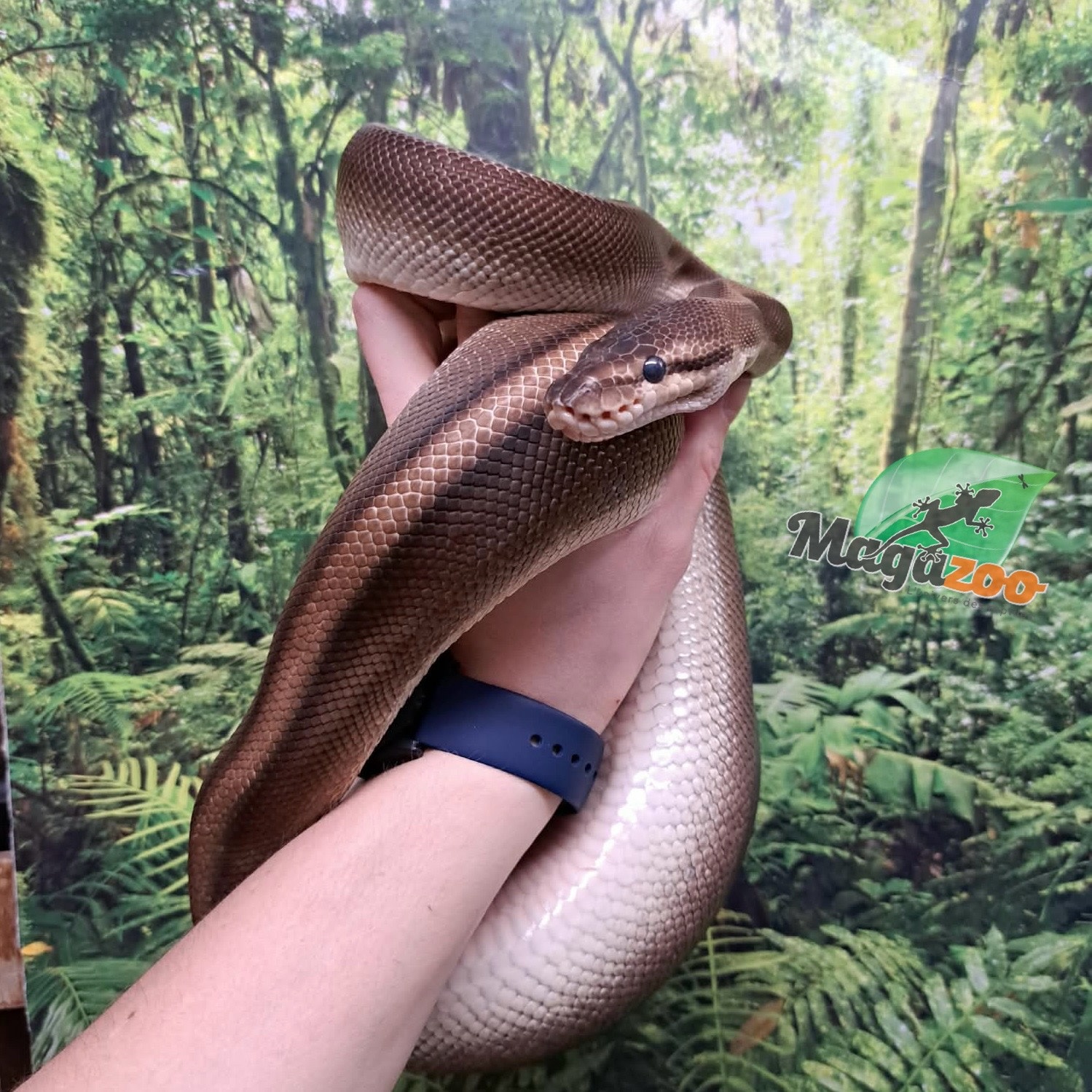 Magazoo G-stripe Female Ball Python + 5 years / 2nd chance Adoption