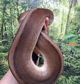 Magazoo Python royal G-stripe Femelle + 5 ans / Adoption - 2ième chance