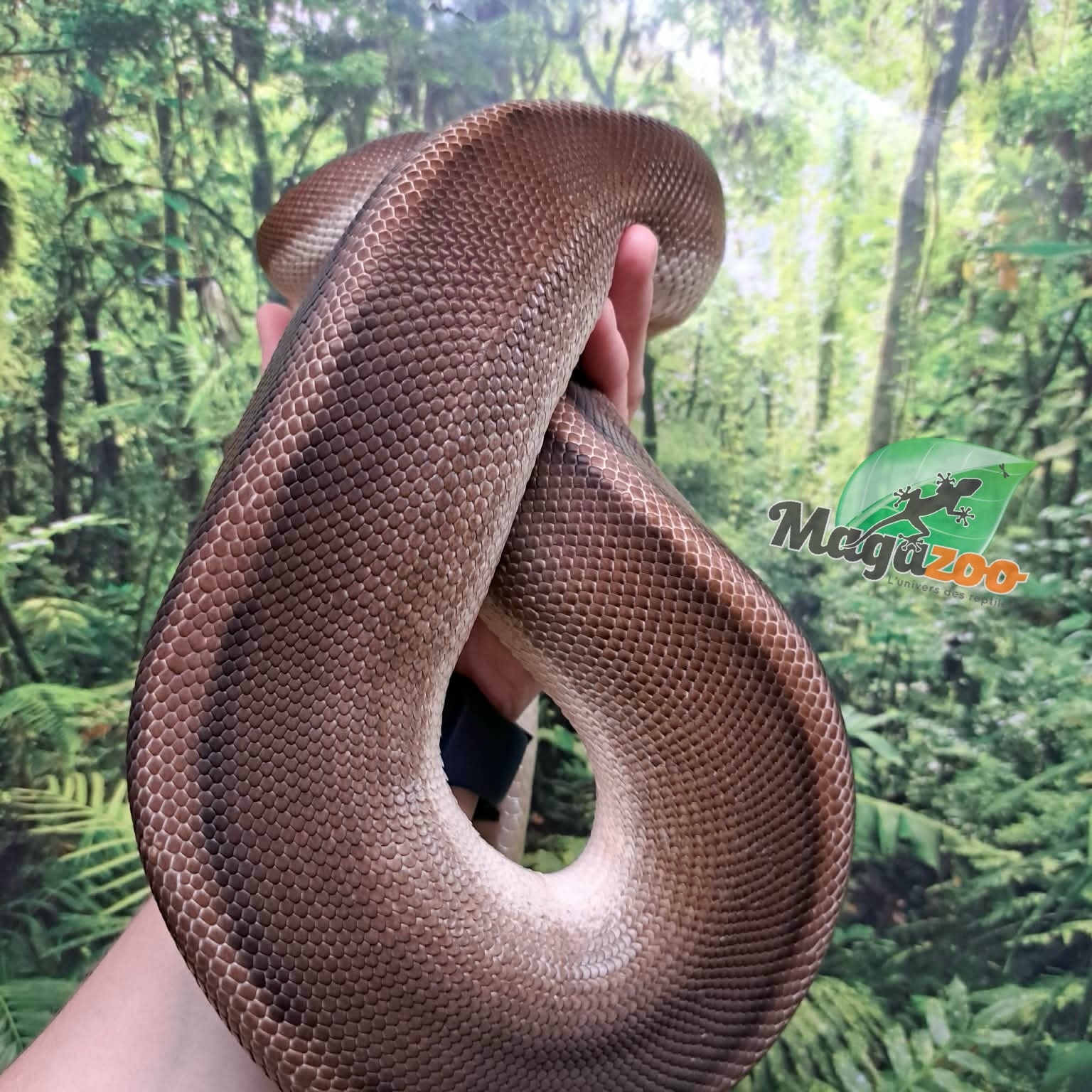 Magazoo G-stripe Female Ball Python + 5 years / 2nd chance Adoption