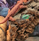 Magazoo Bearded Dragon 75% Red Monster Hypo Translucent