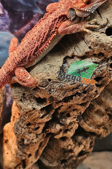 Magazoo Bearded Dragon 75% Red Monster Hypo Translucent