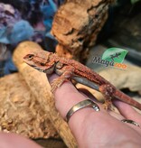 Magazoo Bearded Dragon 75% Red Monster Hypo Translucent
