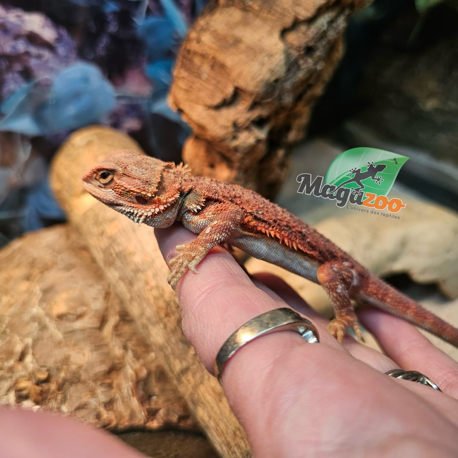 Magazoo Bearded Dragon 75% Red Monster Hypo Translucent
