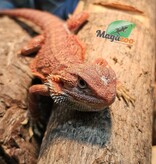 Magazoo Bearded Dragon 75% Red Monster Hypo Translucent