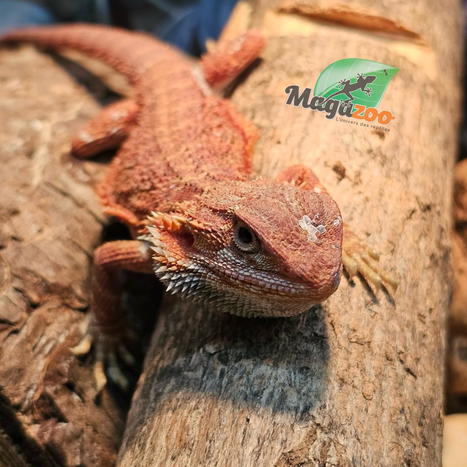 Magazoo Bearded Dragon 75% Red Monster Hypo Translucent