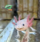 Magazoo Axolotl mexicain Leucistique Bébé