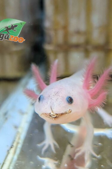 Magazoo Leucistic Baby Mexican axolotl