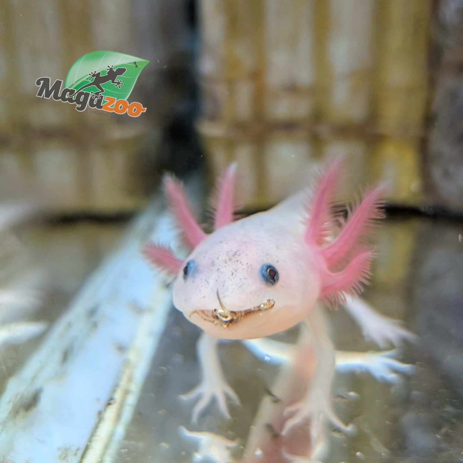 Magazoo Leucistic Baby Mexican axolotl
