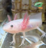 Magazoo Axolotl mexicain Leucistique Bébé